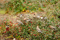Flock of Waxwings (Bombycilla garrulus) feeding on berries from a low Cotoneaster (Cotoneaster integerrimus) hedge in a supermarket car park, Whitstable, Kent, England, UK, January