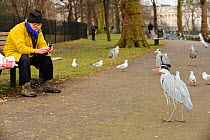 Man sitting on a park bench photographing Grey heron (Ardea cinerea), Regents Park, London, England, UK, February