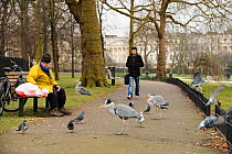Man sitting on a park bench feeding Grey herons (Ardea cinerea), Regents Park, London, England, UK, February