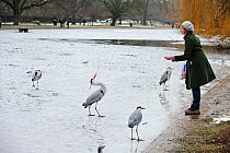 Woman on the shore of a frozen lake, feeding a group of Grey herons (Ardea cinerea), Regents Park, London, England, UK, February. Model released.