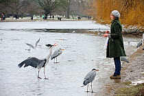 Woman on the shore of a frozen lake, feeding a group of Grey herons (Ardea cinerea), Regents Park, London, England, UK, February. Model released.