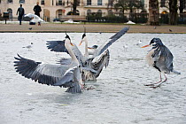Grey herons (Ardea cinerea) fighting over food on a frozen lake, Regents Park, London, England, UK, February