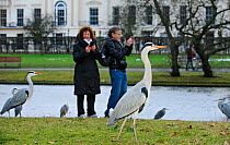 Two people photographing Grey herons (Ardea cinerea) with phone cameras, Regents Park, London, England, UK, February
