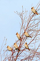 Flock of Waxwings (Bombycilla garrulus) perched in a tree, Whitstable, Kent, England, UK, January
