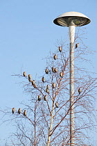 Flock of Waxwings (Bombycilla garrulus) perched in a tree, with a lamp post in the background, Whitstable, Kent, England, UK, January