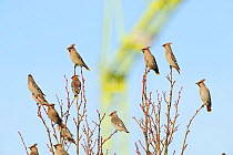 Flock of Waxwings (Bombycilla garrulus) perched in a tree, with a crane in the background, Whitstable, Kent, England, UK, January
