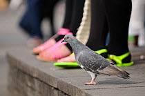 Feral pigeon (Columba livia) on ground, with people's feet in the background, South Bank, London, England, UK, September. Did you know? In the 16th Century England pigeon guano was the only source of...
