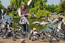 Man with dog feeding Feral pigeons (Columba livia), Regents Park, London, England, UK, April