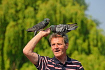 Man with feral pigeons (Columba livia) perched on his head, Regents Park, London, England, UK, April
