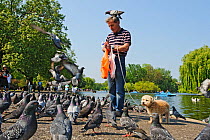 Man with dog feeding Feral pigeons (Columba livia), with one perched on his head, Regents Park, London, England, UK, April