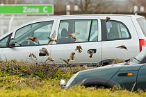 Flock of Waxwings (Bombycilla garrulus) taking off from a low Cotoneaster (Cotoneaster integerrimus) hedge in a supermarket car park, Whitstable, Kent, England, UK, January