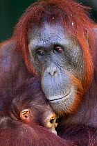 Bornean Orangutan (Pongo pygmaeus wurmbii) female 'Unyuk' holding her daughter 'Ursula' age 4. Camp Leakey, Tanjung Puting National Park, Central Kalimantan, Borneo, Indonesia. June 2010. Rehabilitate...
