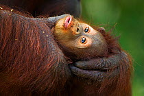 Bornean Orangutan (Pongo pygmaeus wurmbii) age 3-6 months being groomed by it's mother 'Gina'. Camp Leakey, Tanjung Puting National Park, Central Kalimantan, Borneo, Indonesia. June 2010. Rehabilitate...