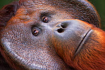 Bornean Orangutan (Pongo pygmaeus wurmbii)  mature male 'Tom' portrait. Camp Leakey, Tanjung Puting National Park, Central Kalimantan, Borneo, Indonesia. June 2010. Rehabilitated and released (or desc...