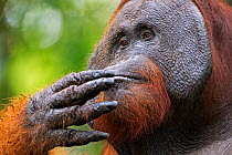 Bornean Orangutan (Pongo pygmaeus wurmbii)  mature male 'Doyok' feeding. Pondok Tanggui, Tanjung Puting National Park, Central Kalimantan, Borneo, Indonesia. June 2010. Rehabilitated and released (or...