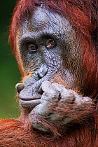 Bornean Orangutan (Pongo pygmaeus wurmbii) female 'Tutut' resting her head on her hand. Camp Leakey, Tanjung Puting National Park, Central Kalimantan, Borneo, Indonesia. July 2010. Rehabilitated and r...