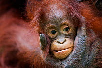 Bornean Orangutan (Pongo pygmaeus wurmbii) female baby 'Petra' aged 12 months being groomed by her mother 'Peta' . Camp Leakey, Tanjung Puting National Park, Central Kalimantan, Borneo, Indonesia. Jul...