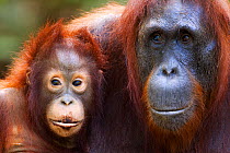 Bornean Orangutan (Pongo pygmaeus wurmbii)female 'Unyuk' and her daughter 'Ursula' aged 4 years. Camp Leakey, Tanjung Puting National Park, Central Kalimantan, Borneo, Indonesia. June 2010. Rehabilita...
