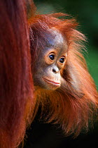 Bornean Orangutan (Pongo pygmaeus wurmbii)  male baby 'Thor' age 8-9 months, peering from behind his mother 'Tutut'. Camp Leakey, Tanjung Puting National Park, Central Kalimantan, Borneo, Indonesia. J...