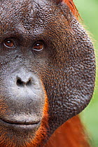 Bornean Orangutan (Pongo pygmaeus wurmbii) mature male 'Doyok' portrait. Pondok Tanggui, Tanjung Puting National Park, Central Kalimantan, Borneo, Indonesia. June 2010. Rehabilitated and released (or...