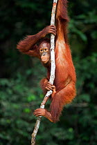 Bornean Orangutan (Pongo pygmaeus wurmbii) adolescent male 'Percy', age 8 years, hanging from a liana. Camp Leakey, Tanjung Puting National Park, Central Kalimantan, Borneo, Indonesia. June 2010. Reha...