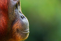 Bornean Orangutan (Pongo pygmaeus wurmbii) female 'Tutut' head portrait. Camp Leakey, Tanjung Puting National Park, Central Kalimantan, Borneo, Indonesia. July 2010. Rehabilitated and released (or des...