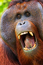 Bornean Orangutan (Pongo pygmaeus wurmbii) mature male 'Tom' yawning. Camp Leakey, Tanjung Puting National Park, Central Kalimantan, Borneo, Indonesia. June 2010. Rehabilitated and released (or descen...