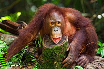 Bornean Orangutan (Pongo pygmaeus wurmbii) adolescent 'Percy', age 8 years, resting on a log. Camp Leakey, Tanjung Puting National Park, Central Kalimantan, Borneo, Indonesia. June 2010. Rehabilitated...