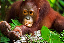 Bornean Orangutan (Pongo pygmaeus wurmbii) adolescent 'Percy', age 8 years, resting on a log. Camp Leakey, Tanjung Puting National Park, Central Kalimantan, Borneo, Indonesia. June 2010. Rehabilitated...
