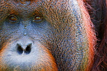 Bornean Orangutan (Pongo pygmaeus wurmbii) mature male 'Tom' close-up portrait showing cheek pad eyes and nose. Camp Leakey, Tanjung Puting National Park, Central Kalimantan, Borneo, Indonesia. June 2...