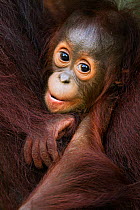 Bornean Orangutan (Pongo pygmaeus wurmbii) male baby 'Thor', age 8-9 months, peering between his mother's arms. Camp Leakey, Tanjung Puting National Park, Central Kalimantan, Borneo, Indonesia. June 2...