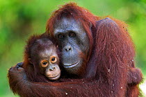 Bornean Orangutan (Pongo pygmaeus wurmbii) female 'Unyuk' cuddling her daughter 'Ursula', age 4 years. Camp Leakey, Tanjung Puting National Park, Central Kalimantan, Borneo, Indonesia. June 2010. Reha...