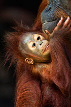 Bornean Orangutan (Pongo pygmaeus wurmbii) male baby 'Thor', age 8-9 months, with his mother 'Tutut'. Camp Leakey, Tanjung Puting National Park, Central Kalimantan, Borneo, Indonesia. June 2010. Rehab...