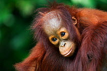 Bornean Orangutan (Pongo pygmaeus wurmbii) female baby 'Gita', age 2 years, lying on her mother's shoulders. Camp Leakey, Tanjung Puting National Park, Central Kalimantan, Borneo, Indonesia. June 2010...