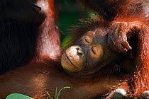 Bornean Orangutan (Pongo pygmaeus wurmbii) female baby 'Putri' age 2 years, resting with her mother 'Princess'. Camp Leakey, Tanjung Puting National Park, Central Kalimantan, Borneo, Indonesia. June 2...