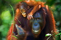 Bornean Orangutan (Pongo pygmaeus wurmbii) female 'Peta' carrying her daughter 'Petra', age 12 months. Camp Leakey, Tanjung Puting National Park, Central Kalimantan, Borneo, Indonesia. June 2010. Reha...
