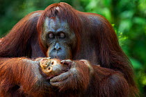 Bornean Orangutan (Pongo pygmaeus wurmbii) baby aged 3-6 months being groomed by its mother 'Gina'. Camp Leakey, Tanjung Puting National Park, Central Kalimantan, Borneo, Indonesia. June 2010. Rehabil...