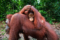Bornean Orangutan (Pongo pygmaeus wurmbii) female baby 'Putri', age 2 years riding on her mother's back. Camp Leakey, Tanjung Puting National Park, Central Kalimantan, Borneo, Indonesia. July 2010. Re...