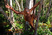 Bornean Orangutan (Pongo pygmaeus wurmbii) male adolescent 'Percy' reaching out while climbing. Camp Leakey, Tanjung Puting National Park, Central Kalimantan, Borneo, Indonesia. June 2010. Rehabilitat...