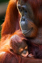 Bornean Orangutan (Pongo pygmaeus wurmbii) female 'Tutut' sitting with her sleeping baby 'Thor' age 8-9 months. Camp Leakey, Tanjung Puting National Park, Central Kalimantan, Borneo, Indonesia. July 2...