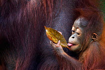 Bornean Orangutan (Pongo pygmaeus wurmbii) male baby 'Thor', age 8-9 months playing with a leaf. Camp Leakey, Tanjung Puting National Park, Central Kalimantan, Borneo, Indonesia. July 2010. Rehabilita...