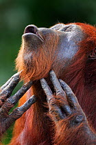 Bornean Orangutan (Pongo pygmaeus wurmbii) female 'Tutut' scratching throat. Camp Leakey, Tanjung Puting National Park, Central Kalimantan, Borneo, Indonesia. July 2010. Rehabilitated and released (or...