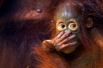Bornean Orangutan (Pongo pygmaeus wurmbii) female baby 'Petra' aged 12 months. Camp Leakey, Tanjung Puting National Park, Central Kalimantan, Borneo, Indonesia. July 2010. Rehabilitated and released (...