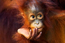 Bornean Orangutan (Pongo pygmaeus wurmbii) female baby 'Petra', age 12 months. Camp Leakey, Tanjung Puting National Park, Central Kalimantan, Borneo, Indonesia. July 2010. Rehabilitated and released (...