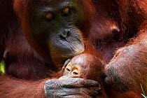 Bornean Orangutan (Pongo pygmaeus wurmbii) female 'Peta' grooming her baby 'Petra' age 12 months. Camp Leakey, Tanjung Puting National Park, Central Kalimantan, Borneo, Indonesia. July 2010. Rehabilit...