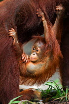 Bornean Orangutan (Pongo pygmaeus wurmbii) male baby 'Thor' aged 8-9 months hanging from his mother. Camp Leakey, Tanjung Puting National Park, Central Kalimantan, Borneo, Indonesia. July 2010. Rehabi...