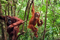 Bornean Orangutan (Pongo pygmaeus wurmbii) female 'Gara' sitting in a tree while her daughter 'Gita' aged 2 years plays. Camp Leakey, Tanjung Puting National Park, Central Kalimantan, Borneo, Indonesi...