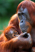 Bornean Orangutan (Pongo pygmaeus wurmbii) male baby 'Thor' aged 8-9 months held in his mother's arms. Camp Leakey, Tanjung Puting National Park, Central Kalimantan, Borneo, Indonesia. July 2010. Reha...