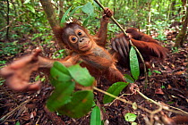 Bornean Orangutan (Pongo pygmaeus wurmbii) male baby 'Thor' aged 8-9 months swinging from a liana. Camp Leakey, Tanjung Puting National Park, Central Kalimantan, Borneo, Indonesia. July 2010. Rehabili...