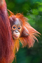 Bornean Orangutan (Pongo pygmaeus wurmbii) male baby 'Thor' aged 8-9 months peering from behind his mother. Camp Leakey, Tanjung Puting National Park, Central Kalimantan, Borneo, Indonesia. June 2010....